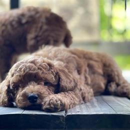 Mini Goldendoodle Puppies Ready for New Homes on 2/23/26 in Burlington, vt