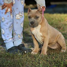 8 Month Old XL Bully Female Dog for Adoption in Fredericksburg, va
