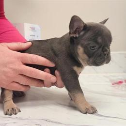French Bulldog Puppies Ready for Forever Homes in Battle Creek, mi