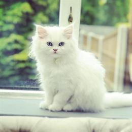 Persian Kittens Ready for Loving Homes in Ohio City, oh