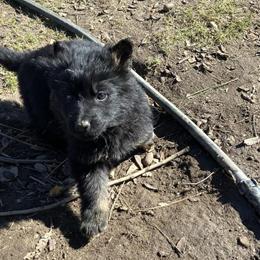 AKC German Shepherd Puppies Ready for Adoption in Fayetteville, nc