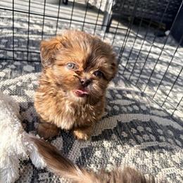 Green Eyed Shih Tzu Puppy Available in Lexington, nc