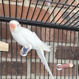 Female Ringneck for Sale in Buffalo, ny