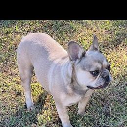 French Bulldog Puppies - AKC Registered, Health Contract in Terre Haute, in