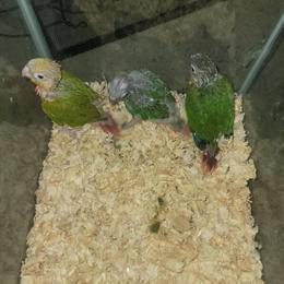 Baby Conures for Sale - Hand Raised and Ready in Buffalo, ny