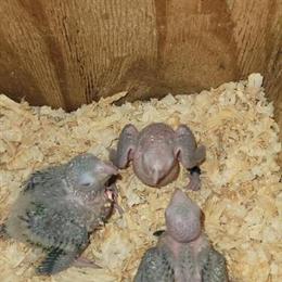 Conures for Sale - $400 Each or Discounts for Multiple in Buffalo, ny