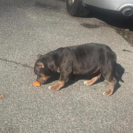 6-Month-Old Female Blue American Bully in Richmond, va
