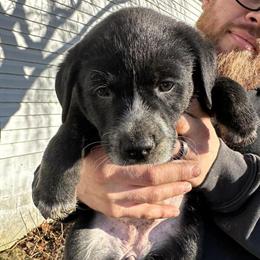 Australian Cattle Dog Puppies for Sale in Canton, oh