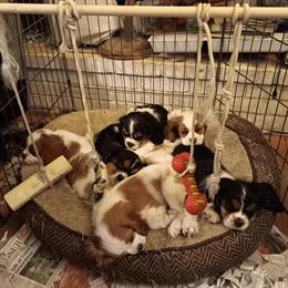 Cavalier King Charles Spaniel Puppies Available in Westminster, md