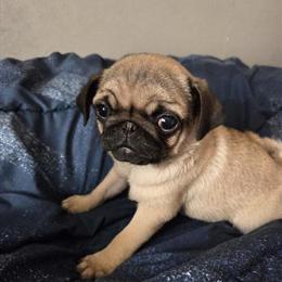 CKC Registered Female Pug Puppy for Adoption in Minneapolis, mn