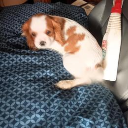 Cavalier Puppies Available in Westminster, md