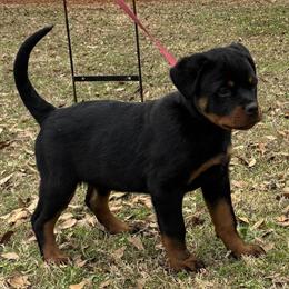 Female Rottweiler Puppies Available - AKC Registered in Atlanta, ga