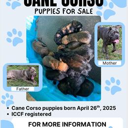 Cane Corso Puppies Available in Selma, al
