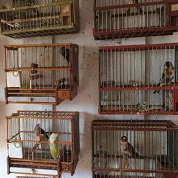 European Goldfinches for Sale in Pottstown, pa