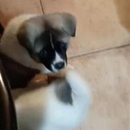 Male Akita Puppy for Sale - 8 Weeks Old in Newark, nj