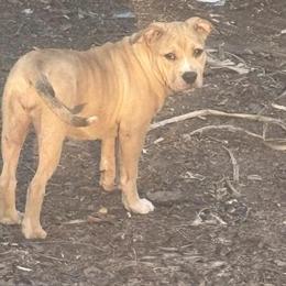 American Bully Puppy for Rehoming in Summerville, sc