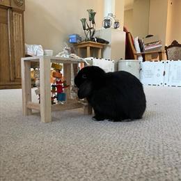 Male Holland Lop Bunny for Re-Homing in Minneapolis, mn