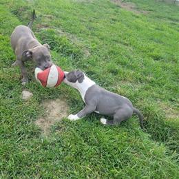 Champion Bloodline Pit Bull Puppies Available for Reservation in Morehead City, nc