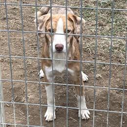 Australian Shepherd Female Available in Hillsboro, oh