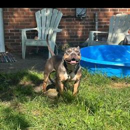 8 Week Female Puppy for Adoption in Dayton, oh