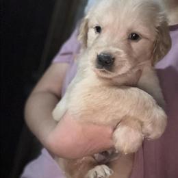 Golden Retriever Puppies Available in Jacksonville, fl