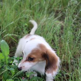 Dachshund Puppies Available in Dover, de