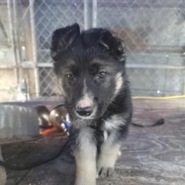 German Shepherd Puppies Ready for New Homes in Hubbard Lake, mi