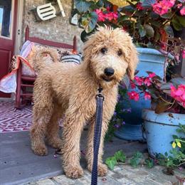 F1B Labradoodle female seeking new home in Scottsville, ky