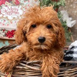 Mini Labradoodles Available for Forever Homes in Scottsville, ky