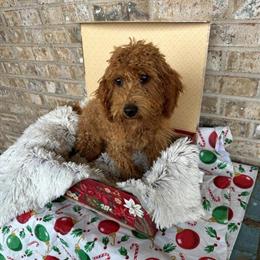 Mini Labradoodles Ready for New Homes in Scottsville, ky
