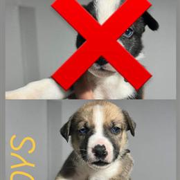 Siberian Husky puppies ready for adoption today! in Romulus, mi