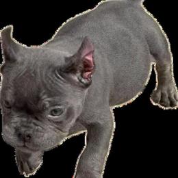 American Bully Puppies Available in Indianapolis, in