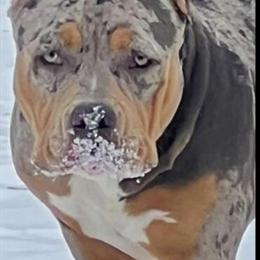 American Bully Puppies Available for Placement in Bradenton, fl