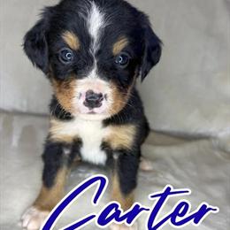 Bernese Mountain Dogs Ready for Homes on March 12th, 2026 in Union Grove, nc