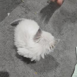 Persian Kitten with Blue Eyes Ready for Pickup in Cleveland, oh