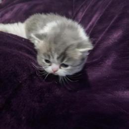 Persian Kitten Available from 2/27 in Cleveland, oh