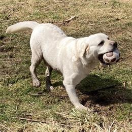 AKC Pure White English Labrador Male for Sale in Sidney, ny