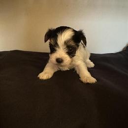 Morkie Poo Puppies Ready for Christmas with Deposits in Trenton, mi