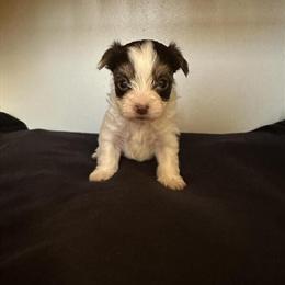 Morkie Poo Puppies Ready for Christmas - Taking Deposits in Trenton, mi