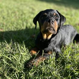 Female Rottweiler Looking for a New Home in Waxhaw, nc