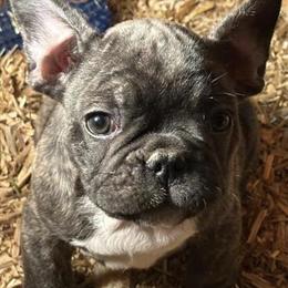 Frenchton puppy available now in Whitwell, tn