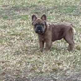 Fluffy French Bulldog Puppy in Orlando, fl