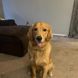 Golden Retriever Stud Available for Live Cover in Galloway, oh
