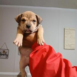 Bully Pups Available for Best Offer in Hattiesburg, ms