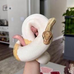 Male Banana Pied Ball Python for Sale in Greeneville, tn