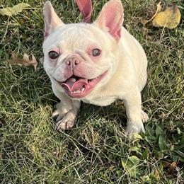 French Bulldog - 9 Months Old Female Looking for a Family in Fort Wayne, in