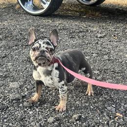 French Bulldog Merle Female - 9 Months Old, Vaccinated, Kid and Dog Friendly in Fort Wayne, in