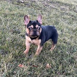 Male Black and Tan Dog, 9 Months Old, Needs a New Home in Fort Wayne, in