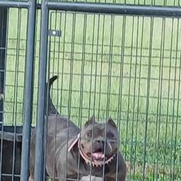Female Bully Available for Discussion in Hattiesburg, ms
