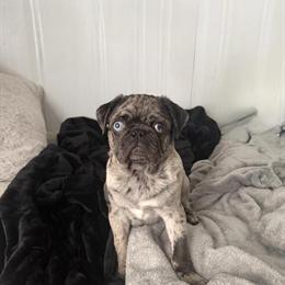 Merle Male Pug Looking for Forever Home in Monroe, mi